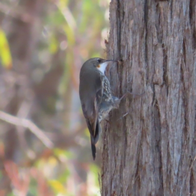 Cormobates leucophaea (White-throated Treecreeper) at Acton, ACT - 3 Jun 2023 by MatthewFrawley