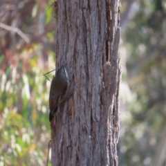 Cormobates leucophaea at Acton, ACT - 3 Jun 2023 11:36 AM