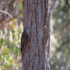 Cormobates leucophaea at Acton, ACT - 3 Jun 2023 11:36 AM