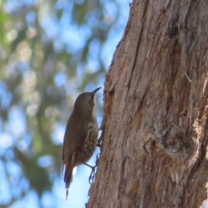 Cormobates leucophaea at Acton, ACT - 3 Jun 2023 11:36 AM