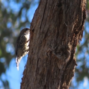 Cormobates leucophaea at Acton, ACT - 3 Jun 2023 11:36 AM