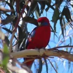 Platycercus elegans (Crimson Rosella) at Black Mountain - 3 Jun 2023 by MatthewFrawley