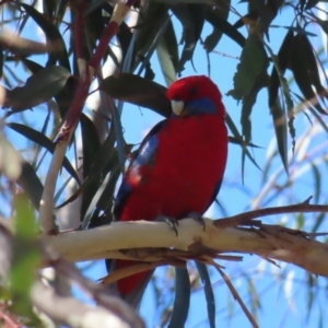 Platycercus elegans at Acton, ACT - 3 Jun 2023 11:54 AM