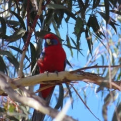 Platycercus elegans at Acton, ACT - 3 Jun 2023 11:54 AM