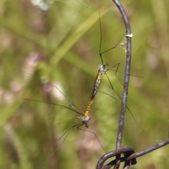 Unidentified Crane fly, midge, mosquito & gnat (several families) at Theodore, ACT - 18 Dec 2022 by roman_soroka