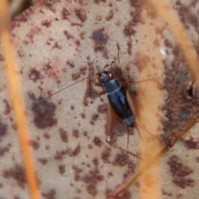 Trigonidium australiana (Leaf running cricket) at QPRC LGA - 3 Jun 2023 by LisaH
