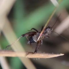 Bobilla killara (Pygmy Cricket) at Mongarlowe, NSW - 3 Jun 2023 by LisaH