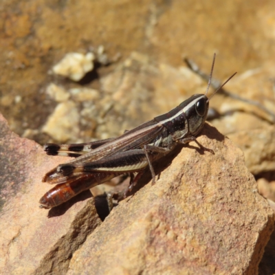 Macrotona australis (Common Macrotona Grasshopper) at Black Mountain - 3 Jun 2023 by MatthewFrawley