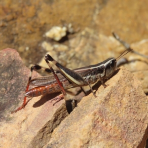 Macrotona australis at Molonglo Valley, ACT - 3 Jun 2023