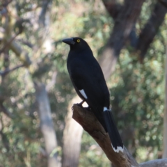 Strepera graculina (Pied Currawong) at Black Mountain - 3 Jun 2023 by MatthewFrawley