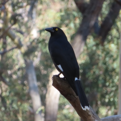 Strepera graculina (Pied Currawong) at Acton, ACT - 3 Jun 2023 by MatthewFrawley