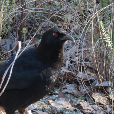 Corcorax melanorhamphos (White-winged Chough) at Black Mountain - 3 Jun 2023 by MatthewFrawley