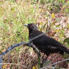 Corcorax melanorhamphos at Acton, ACT - 3 Jun 2023