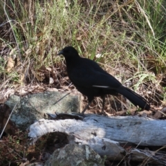 Corcorax melanorhamphos at Acton, ACT - 3 Jun 2023