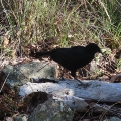 Corcorax melanorhamphos at Acton, ACT - 3 Jun 2023 12:09 PM