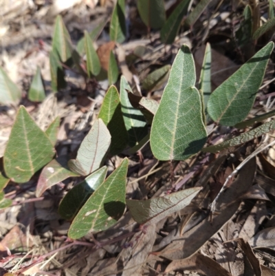 Hardenbergia violacea (False Sarsaparilla) at Black Mountain - 3 Jun 2023 by MatthewFrawley