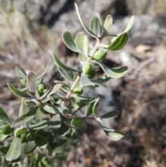 Persoonia rigida (Hairy Geebung) at Black Mountain - 3 Jun 2023 by MatthewFrawley