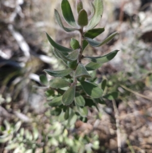 Persoonia rigida at Molonglo Valley, ACT - 3 Jun 2023