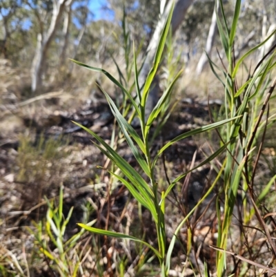 Stypandra glauca (Nodding Blue Lily) at Black Mountain - 3 Jun 2023 by MatthewFrawley