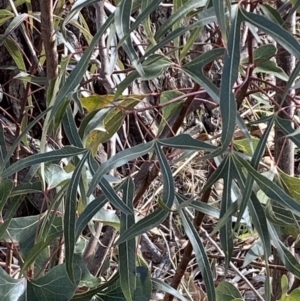 Brachychiton populneus subsp. populneus (Kurrajong) at Molonglo Valley, ACT by Steve_Bok