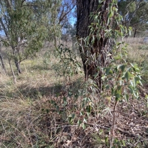 Brachychiton populneus subsp. populneus at Molonglo Valley, ACT - 3 Jun 2023