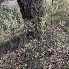 Brachychiton populneus subsp. populneus at Molonglo Valley, ACT - 3 Jun 2023