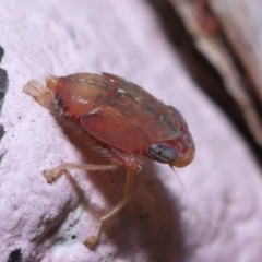 Unverified Leafhopper or planthopper (Hemiptera, several families) at Alexandra Hills, QLD - 6 Apr 2023 by TimL