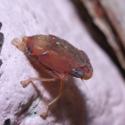 Unverified Leafhopper or planthopper (Hemiptera, several families) at Alexandra Hills, QLD - 6 Apr 2023 by TimL