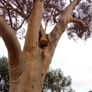 Laetiporus portentosus at Ainslie, ACT - 4 Jun 2023 07:19 AM