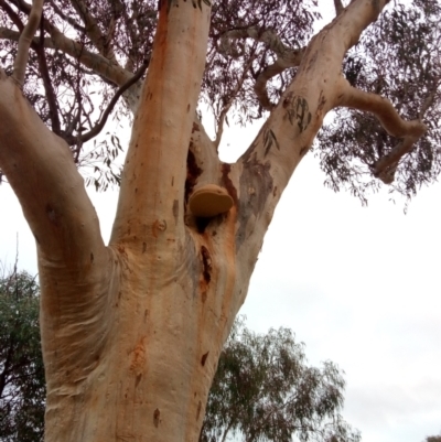 Laetiporus portentosus (White Punk) at Ainslie, ACT - 4 Jun 2023 by PandaLemon