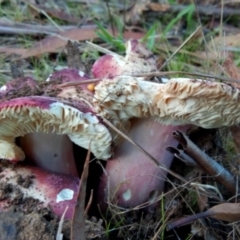 Russula 'purpureoflava group' at Belconnen, ACT - 20 May 2023 by PandaLemon