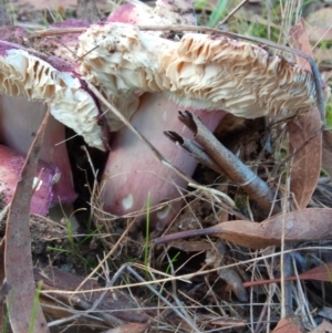 Russula 'purpureoflava group' at Belconnen, ACT - 20 May 2023