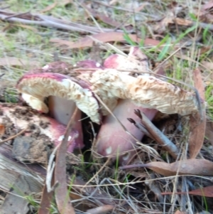 Russula 'purpureoflava group' at Belconnen, ACT - 20 May 2023 03:58 PM