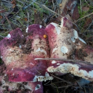 Russula 'purpureoflava group' at Belconnen, ACT - 20 May 2023 03:58 PM