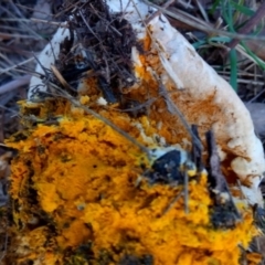 Unidentified Cap on a stem; gills below cap [mushrooms or mushroom-like] at Belconnen, ACT - 20 May 2023 by PandaLemon