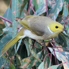 Ptilotula penicillata (White-plumed Honeyeater) at Wodonga - 3 Jun 2023 by KylieWaldon