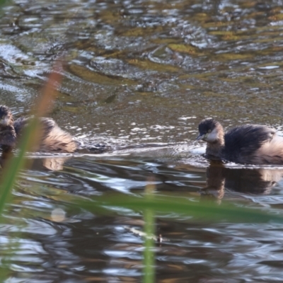 Tachybaptus novaehollandiae (Australasian Grebe) at Wodonga, VIC - 3 Jun 2023 by KylieWaldon