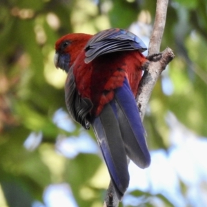 Platycercus elegans at Narooma, NSW - 28 May 2023