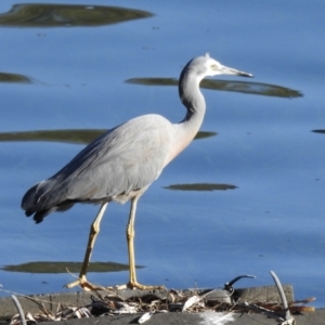 Egretta novaehollandiae at Narooma, NSW - 28 May 2023