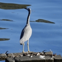 Egretta novaehollandiae at Narooma, NSW - 28 May 2023