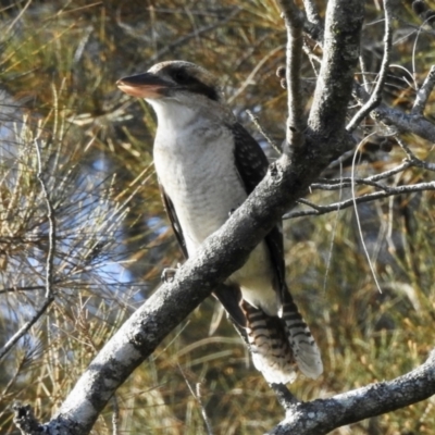 Dacelo novaeguineae (Laughing Kookaburra) at Narooma, NSW - 28 May 2023 by GlossyGal