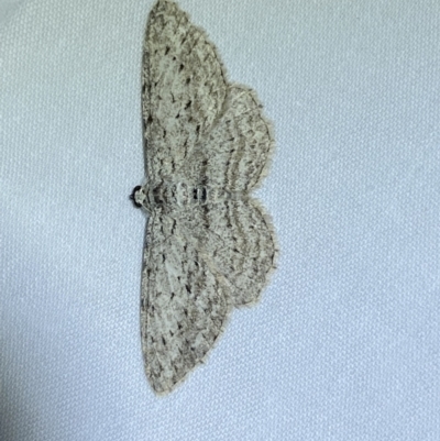 Phelotis cognata (Long-fringed Bark Moth) at QPRC LGA - 3 Jun 2023 by Steve_Bok