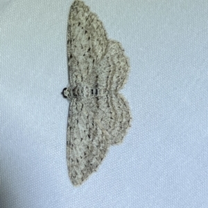 Phelotis cognata (Long-fringed Bark Moth) at suppressed by Steve_Bok