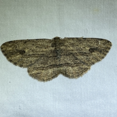 Ectropis excursaria (Common Bark Moth) at QPRC LGA - 3 Jun 2023 by Steve_Bok