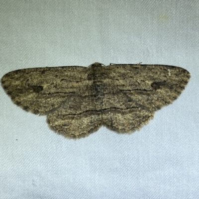Ectropis excursaria (Common Bark Moth) at Jerrabomberra, NSW - 4 Jun 2023 by SteveBorkowskis