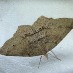 Rhinodia rostraria (Necklace Geometrid) at Jerrabomberra, NSW - 4 Jun 2023 by SteveBorkowskis