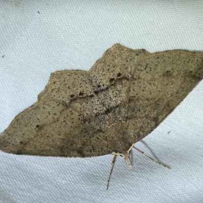 Rhinodia rostraria (Necklace Geometrid) at Jerrabomberra, NSW - 4 Jun 2023 by SteveBorkowskis