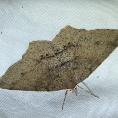 Unidentified Geometer moth (Geometridae) at Jerrabomberra, NSW - 3 Jun 2023 by Steve_Bok