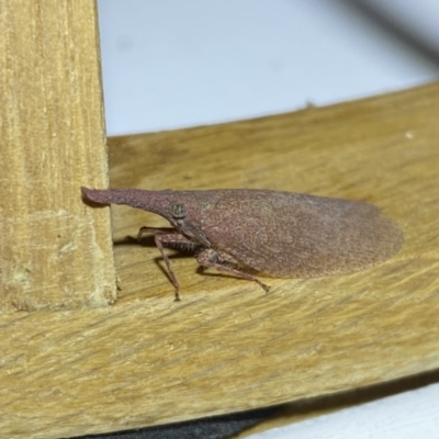 Rentinus dilatatus (Fulgorid planthopper) at Jerrabomberra, NSW - 4 Jun 2023 by SteveBorkowskis