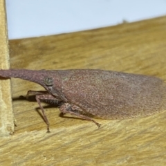 Rentinus dilatatus at Jerrabomberra, NSW - 4 Jun 2023